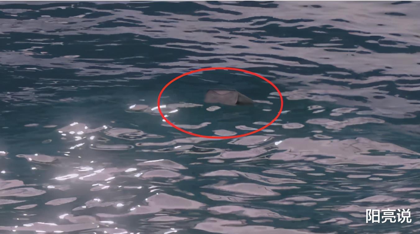 宋丹丹|赵奕欢《巨鲨》被指抄袭《鲨滩》，除了秀身材，只剩槽点！