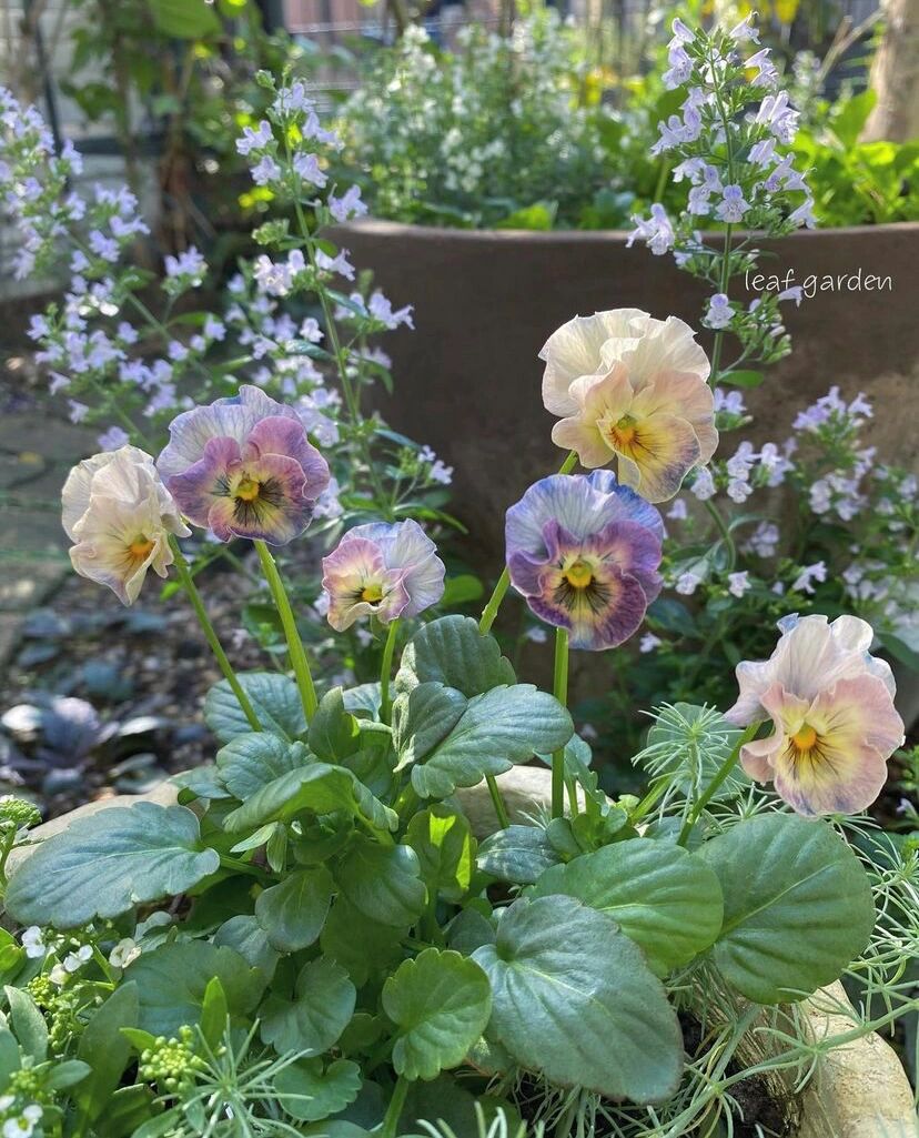 8㎡的狭长小道,也能建漂亮花园,对于阳台党来说非常值得借鉴