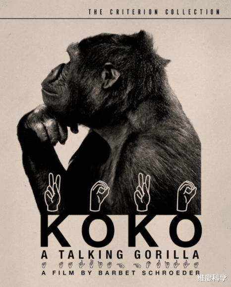 猩猩 人类是最聪明的吗？看看这只会手语的猩猩，答案在人们心中
