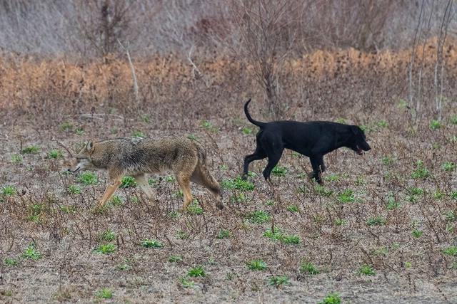 基因 美国有一种狼，为了能做到全国性分布，与狗攀成了亲家