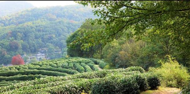 奶球妈咪聊|杭州最佳赏秋指南：建议徒步一条绚丽色彩古道，满眼绿色惹人醉！