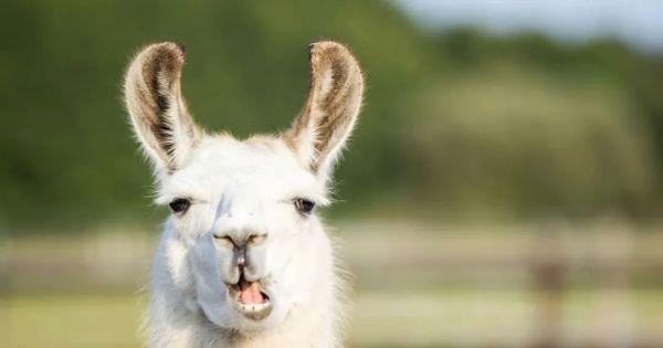 科学家 “新冠病毒”的新型抗体，在羊驼身上发现？或对德尔塔有效