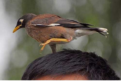 武汉 人类即将听懂动物语言:听懂兽语不是梦