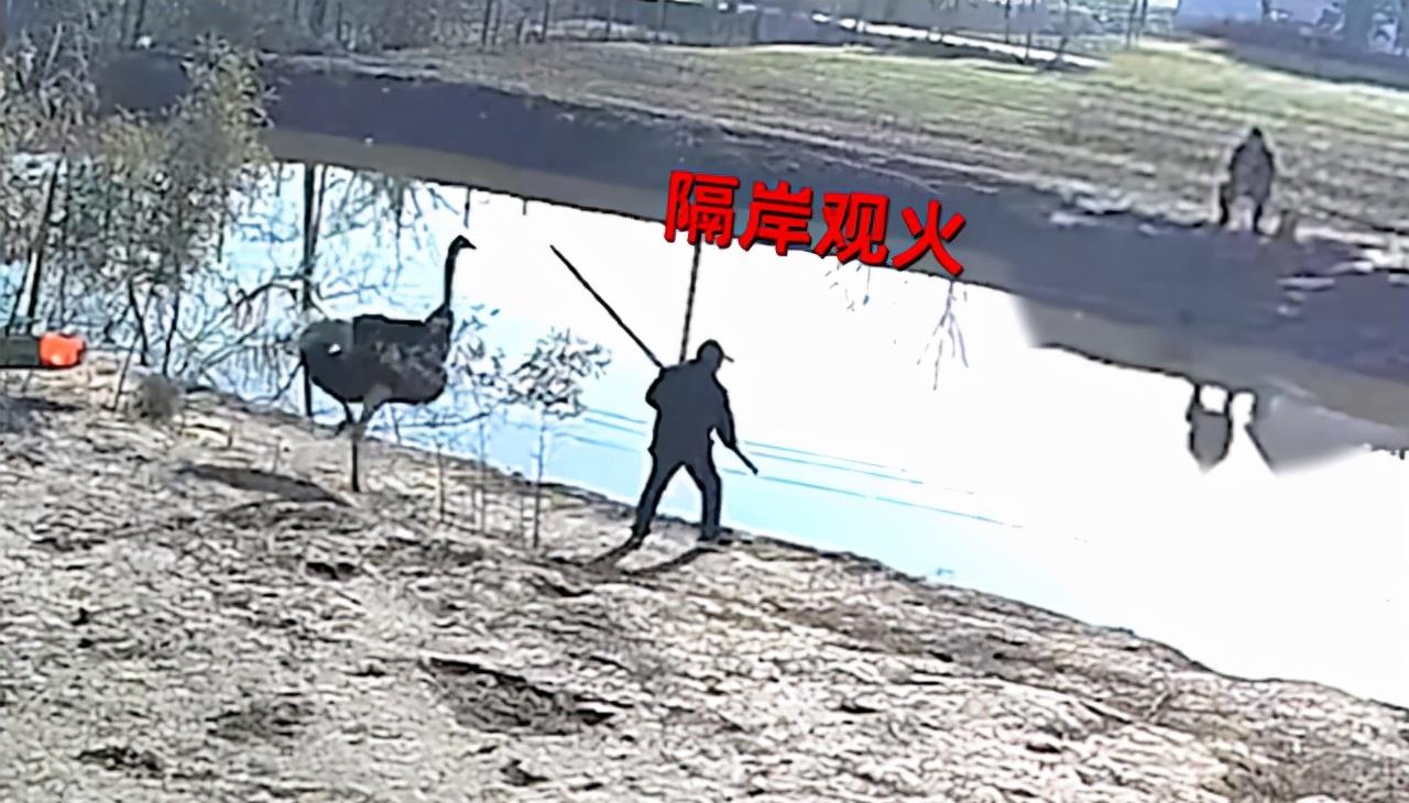 鸵鸟|江苏一男子私闯鱼塘钓鱼，被看家护院的鸵鸟撵着跑，持长棍仍惨败