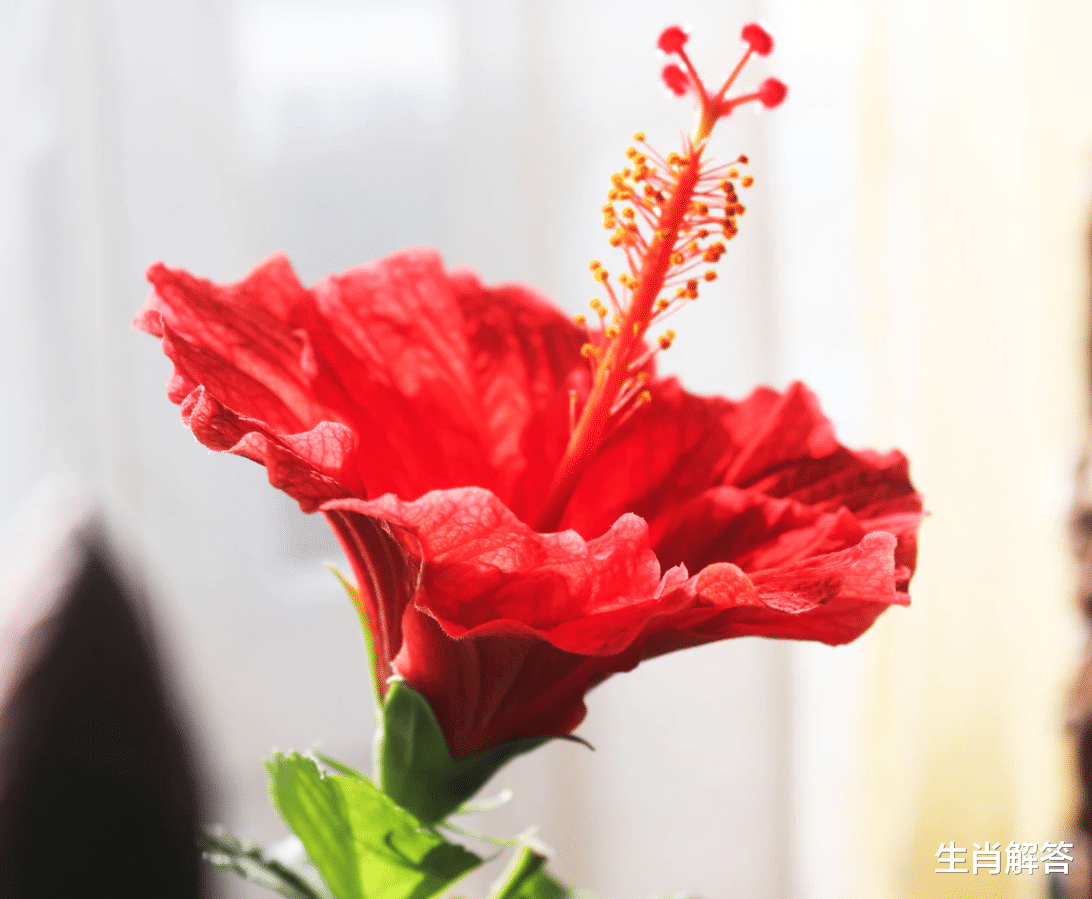 生肖解答|7月下旬，遇真情，知冷暖，相思浓，3星座散发温情，旧情人求和