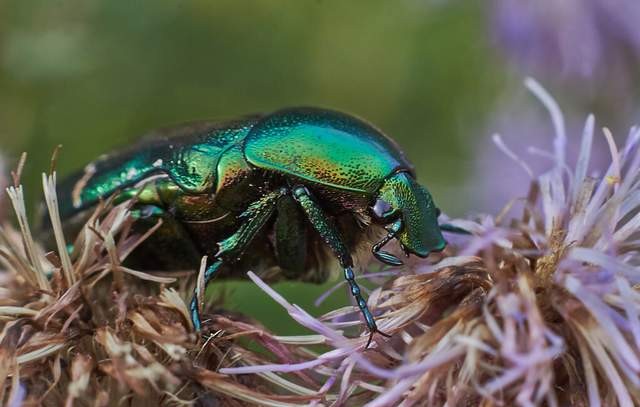 昆虫 除了蝗虫，还有哪些人们喜爱食用的昆虫？