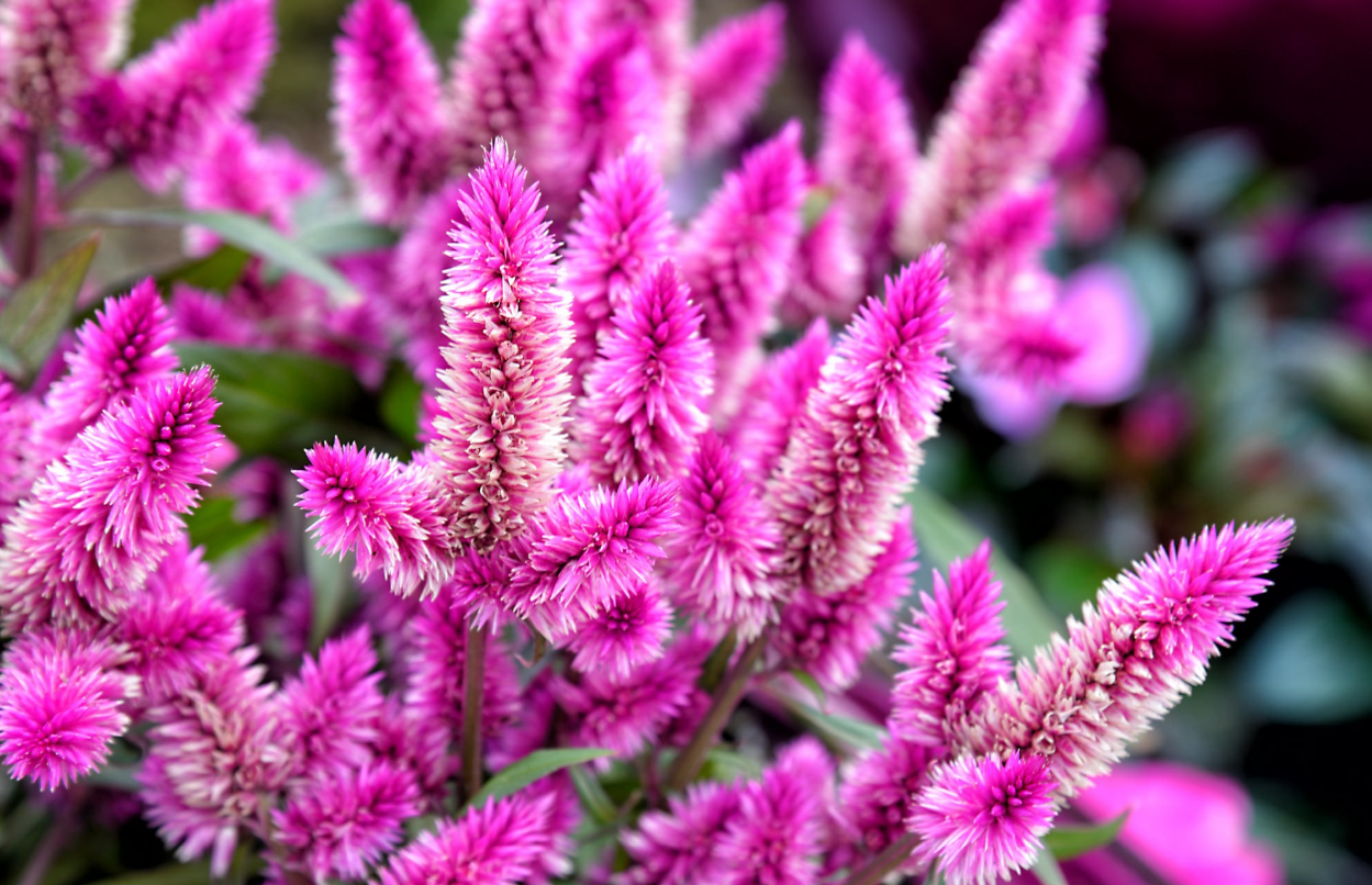 星座叶大仙|如何才能得到狮子座的爱？