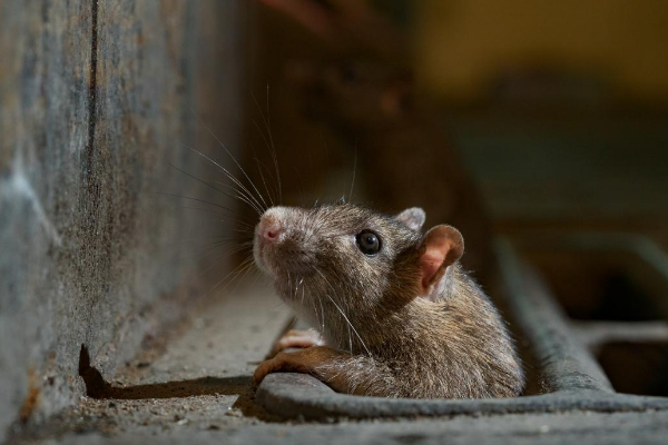 王锦蛇 国内最常见的两种无毒蛇，不但能灭鼠还能驱蛇，你可曾见过？