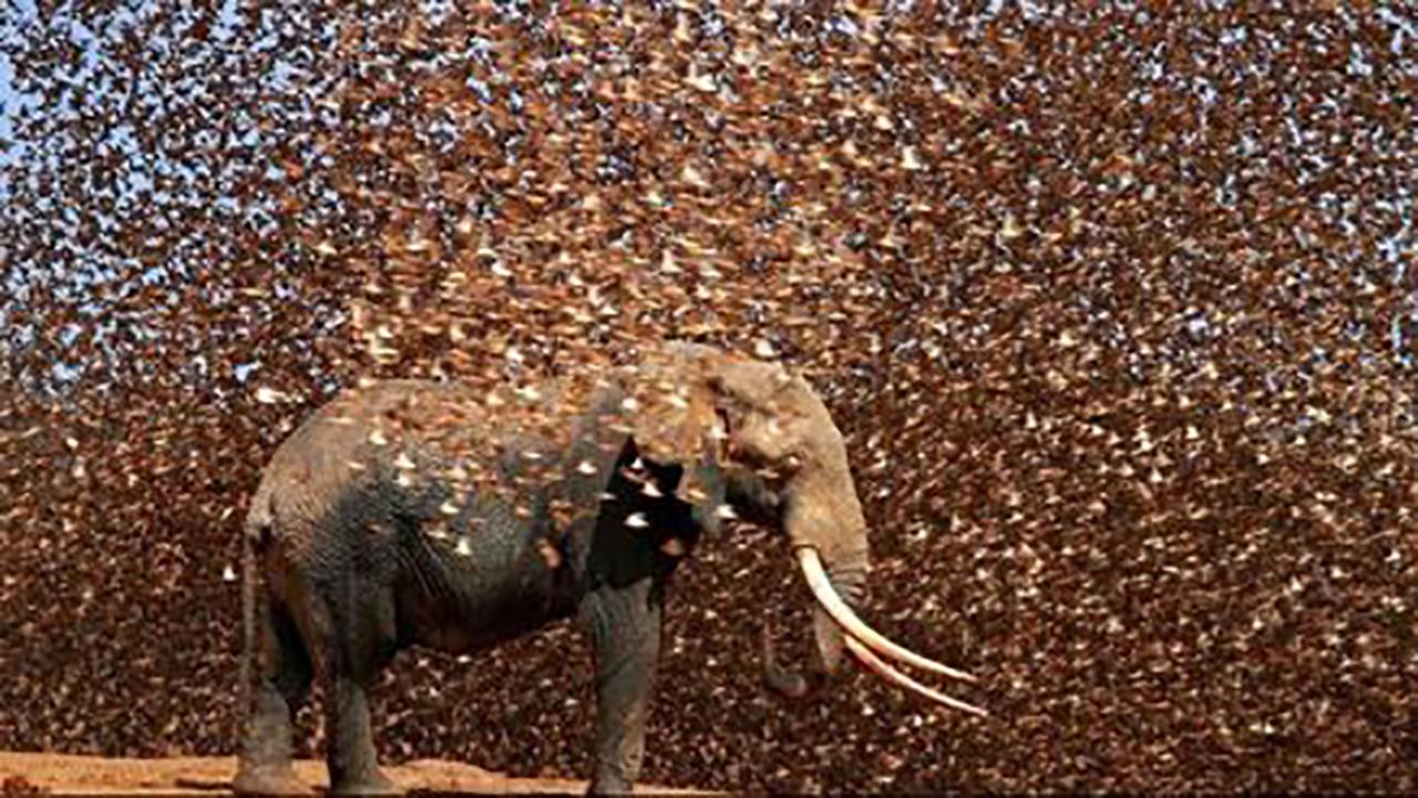 非洲“麻雀”泛濫，圍毆大象，引發糧食災荒，15億隻吃都吃不絕-圖2