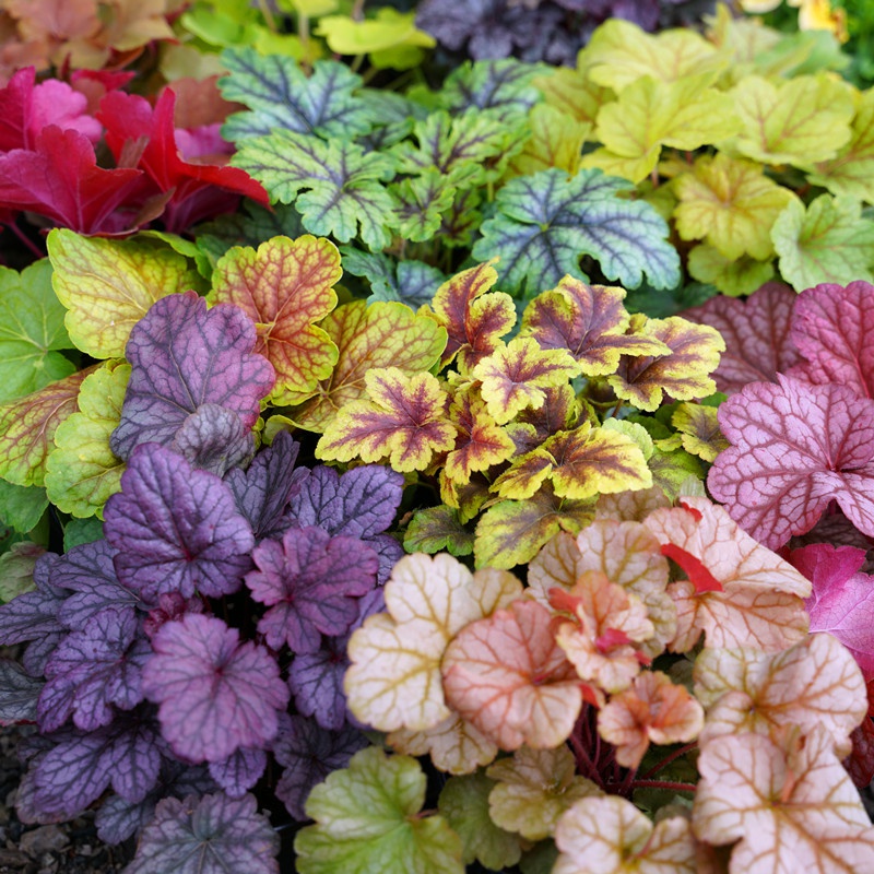 60㎡现代日式庭院设计，让您体验最美花园，有院子必须建一个