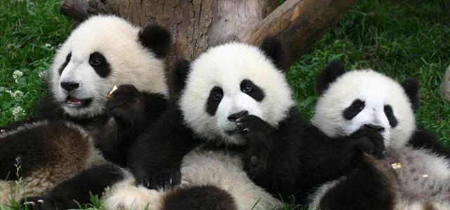 奶爸育儿宝库|物种灭绝有何征兆？科学家警告：留意观察，各种迹象不是危言耸听