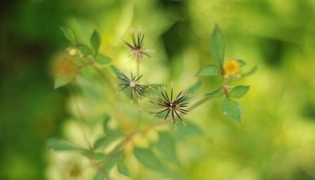 童书小窝|这些是我们在野外最怕遇见的草,每一种都让人抓狂,但却都是中药