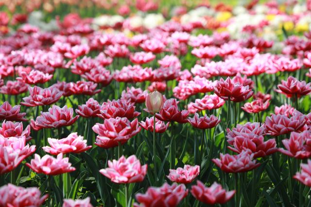 北京日报客户端 北京今日天晴气爽，最高气温23℃！未来三天紫外线很强