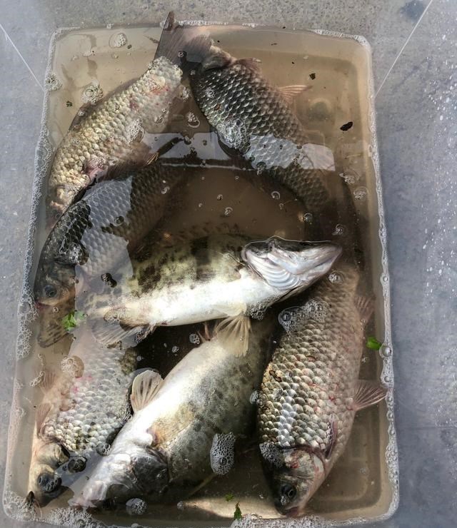 饵料|河边钓鱼碰到的土堆，其实暗藏杀机？已有多名钓鱼人被咬