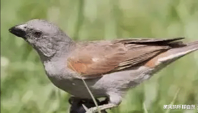 不起眼的小灰鸟，麻雀真的这么土吗？看看这25种可爱的麻雀