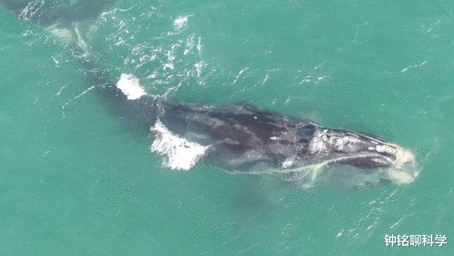 后代 雄性的生殖竞争有多激烈？答：就连精子都要参与战斗