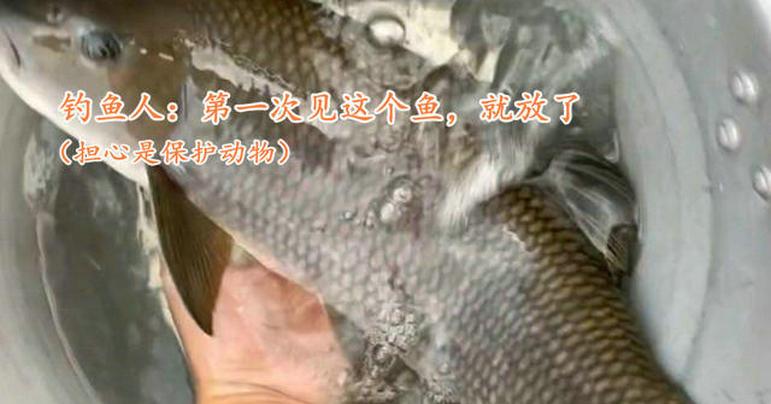 上海河道出现罕见青龙鲤,男子钓起后放生,网友:你刚失去1000块