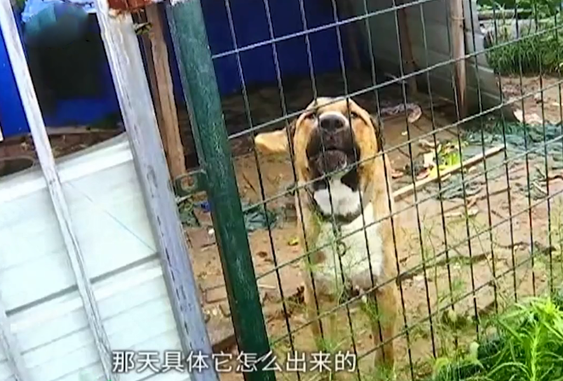 工地 女子下班途中被工地大狗咬伤 索赔无果求助记者 工地：要8万还堵门