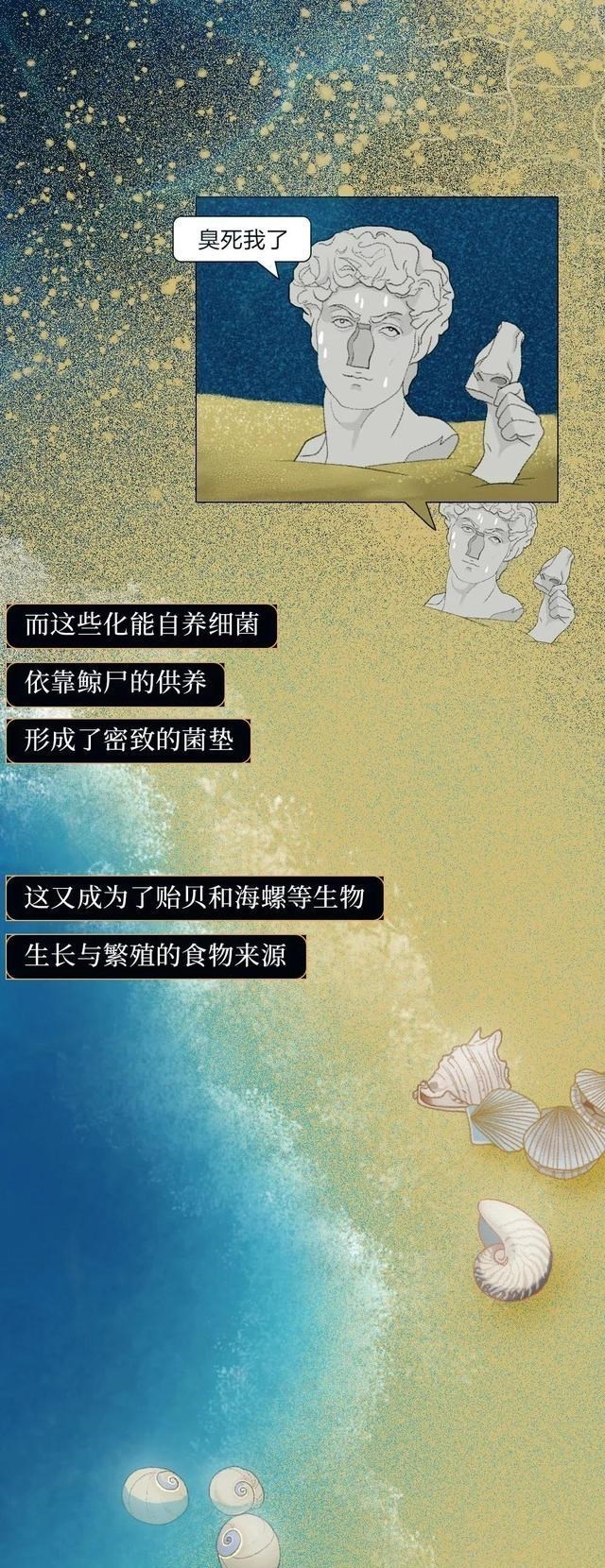 鲸鱼 何为“一鲸落，万物生”？一组漫画科普，鲸鱼死亡后会经历什么？
