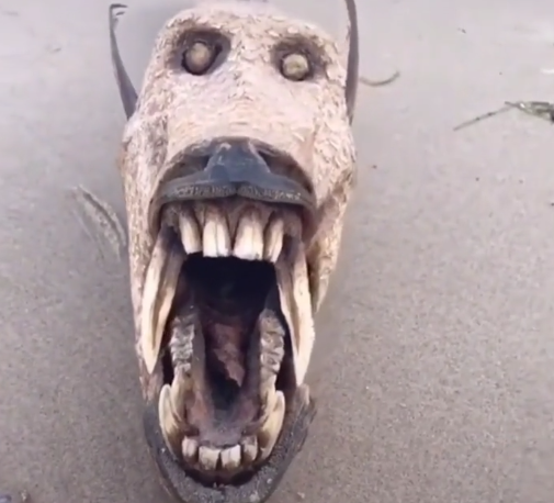 |国外网友发现怪鱼, 形似马面长有巨齿, 专家都不认得, 难道来自外星?