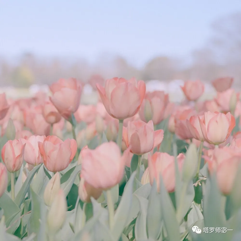 占卜师宓一|塔罗牌占卜：你的真爱快降临了吗？春节会有对象带回家吗？