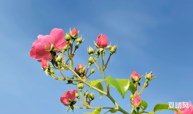 夏晴风|你知道吗？倘若一个男人给了你特殊待遇，必然是把你放在心上了
