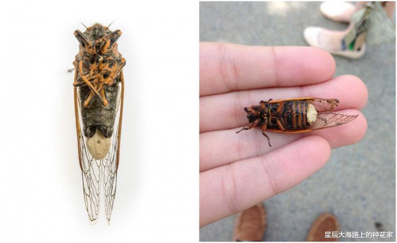 |美国出现僵尸蝉：真菌操控下，即使腹部变菌孢，交配也不会停止！