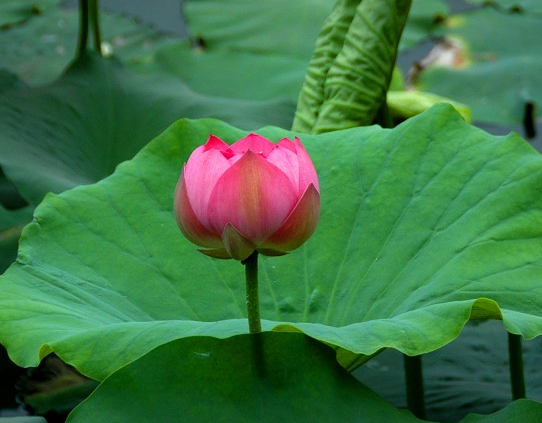 星临天下|7月中旬,鸿运八方来,4属相财运如虹,爱情甜蜜,未来一帆风顺