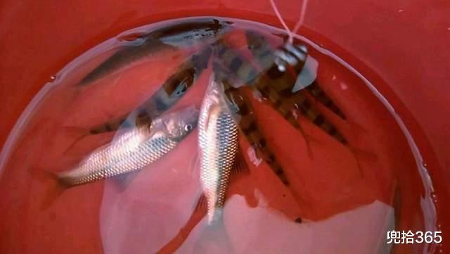 广西|虚惊一场！广西男子深山野钓遇“怪鱼”，疑似保护动物求网友鉴定