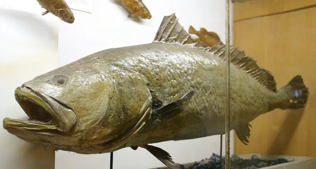 黄唇鱼 人类造就无法挽回的后果,黄唇鱼濒临灭绝,依旧没有觉醒意识!