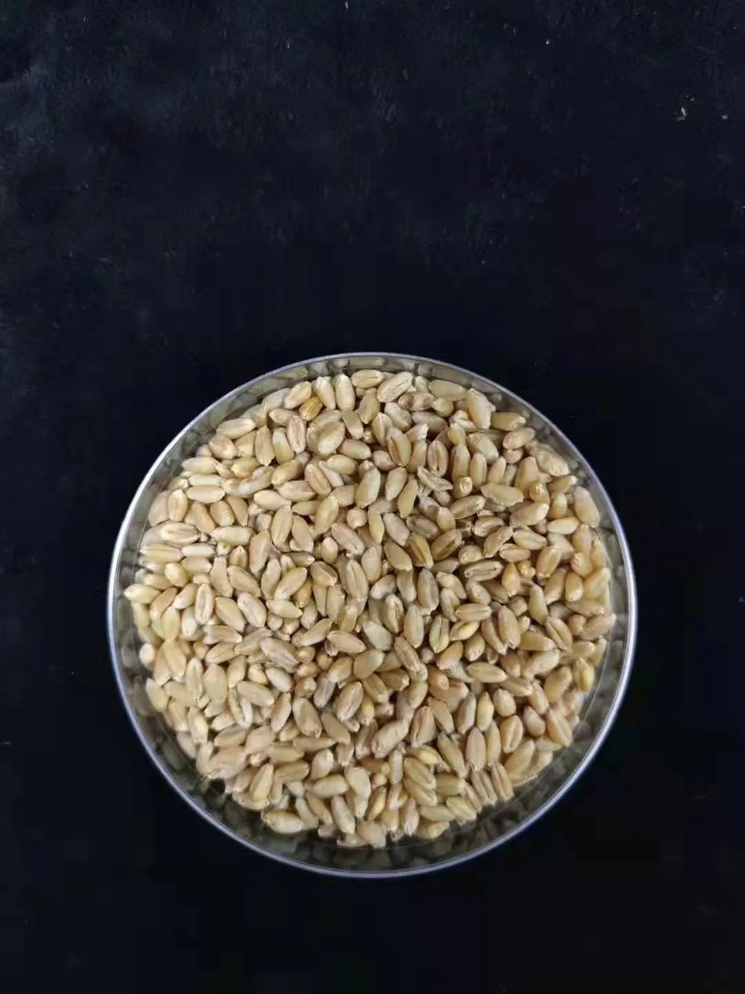 联合国粮食及农业组织 中国核技术又立功了