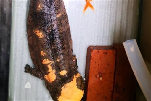 小菜鸟飞啊飞 野生娃娃鱼是国家几级保护动物？吃了判几年？