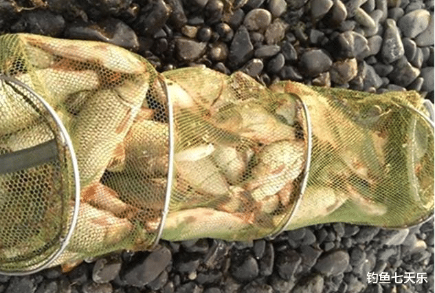 饵料|秋冬钓鱼越钓鱼口越少？鱼饵里面加点“它”，快速进入连杆模式