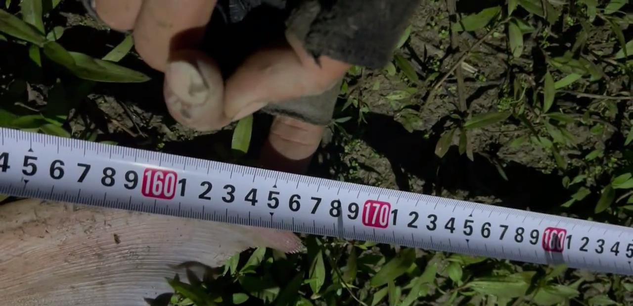 老虎|淡水之王！武汉钓友夜钓收获1.68米水老虎，网友：可惜了，没放生