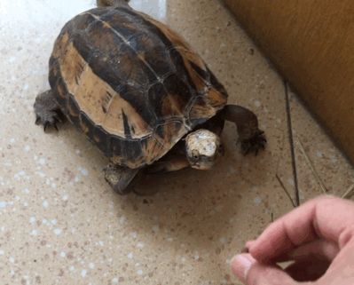  乌龟是如何成为科学家们的“噩梦”的？堪称进化论的终极BUG