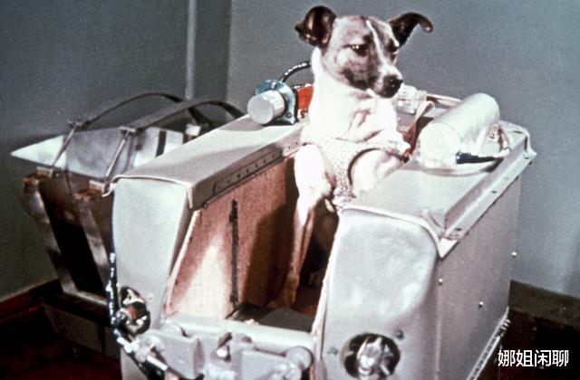 太空 第一只进入太空的狗，在宇宙飘了63年，人类为什么要毒死它？