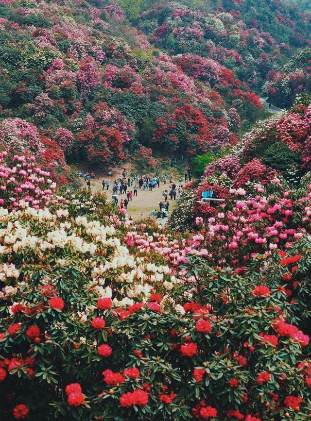 百里杜鹃 一百里杜鹃花海