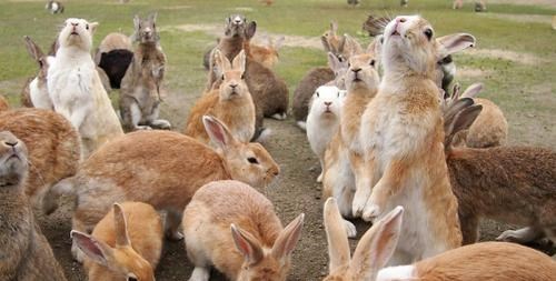 澳大利亚 澳大利亚养兔子罚款？野兔泛滥，体重近百斤，澳洲人：有苦难言