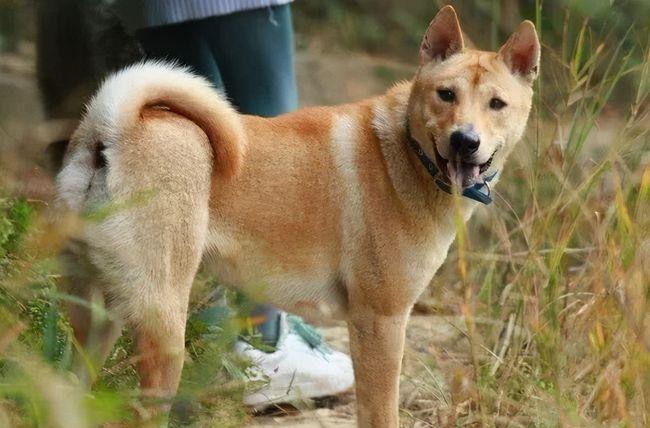 芷兰小时光 从狗子的行为表现上可以映射出主人的人性特点，你还别不相信