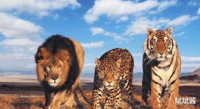 斌斌酱|如果放两只老虎到非洲草原，它克服三方面挑战后，会取代狮子成为新的之王吗？