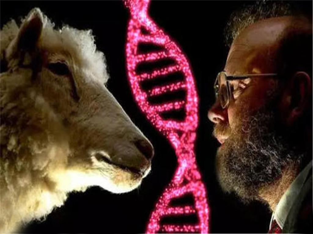 科学家 为什么现在不克隆人？看看克隆羊“多莉”的一生，或许就会明白