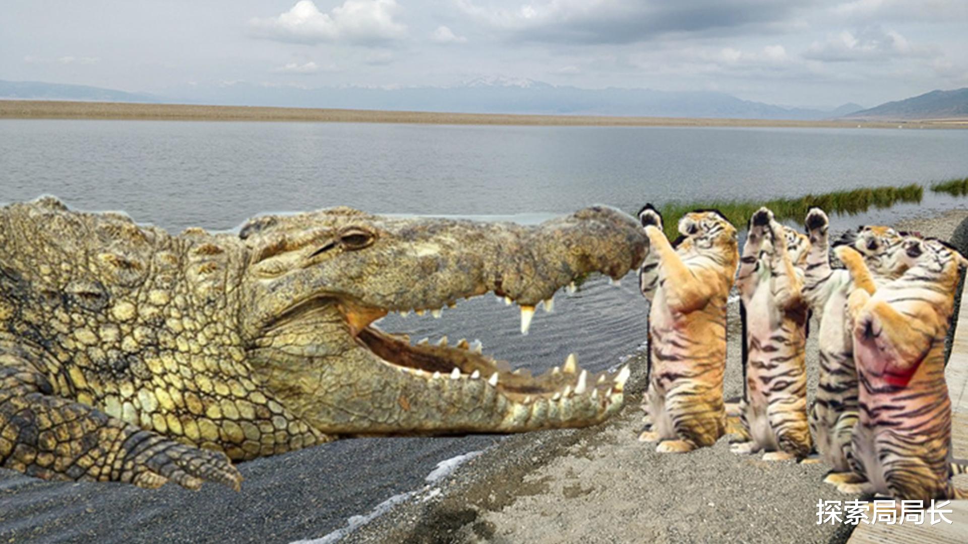 led灯 盘点史上最大的10头鳄鱼，洛龙重达1吨，东北虎在它面前不堪一击