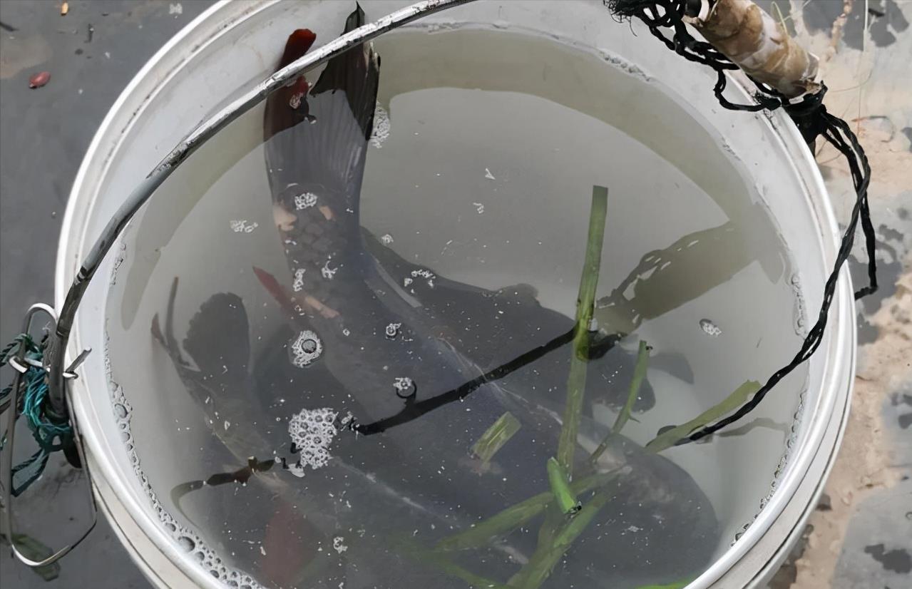 湖南|湖南湘江边的钓鱼大军，隆冬的严寒也不能阻挡，有人直接以此赚钱