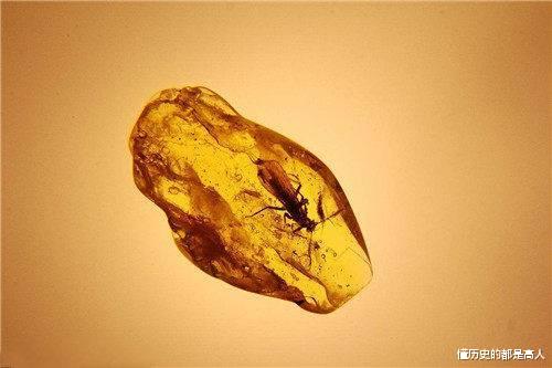昆虫|在交配时变成琥珀，4100万年后还被围观，世界上尴尬之事莫过于此