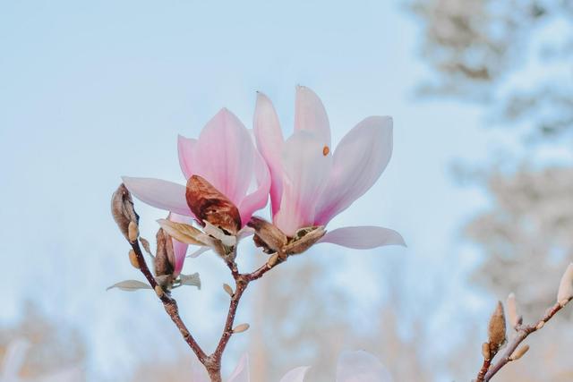 魔姐星座|性格温和的星座，不争不抢，从不为难别人