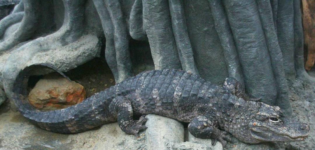 情微说 鳄鱼家族有多倒霉？努力了两亿年，每次在马上称霸时被地球针对