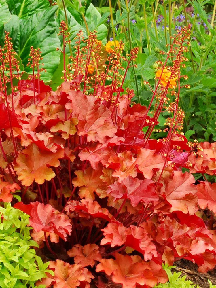 18年房龄的老房子，50㎡花园改造后，成了家人朋友最爱待的地方