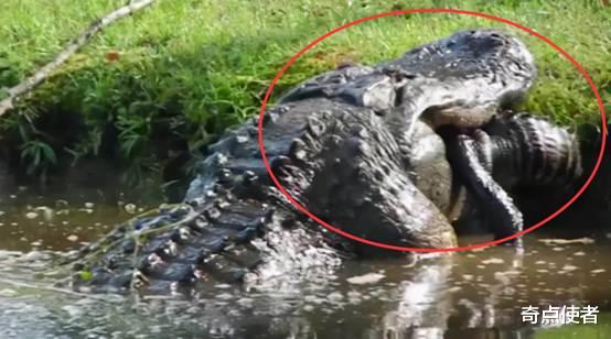 石榴树 饿急眼了?美国3米长鳄鱼吞食同类,20秒结束战斗,这正常吗?