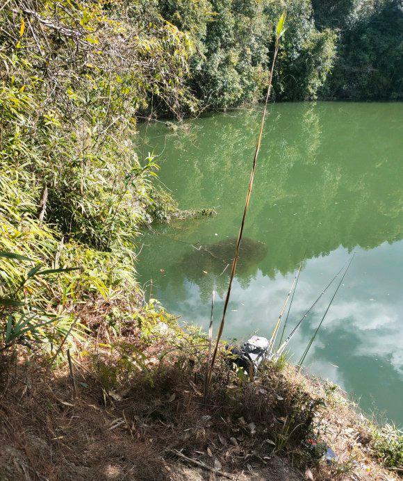 南京|南京钓鱼人，山塘水面下发现“乌黑阴影”，黑鱼还是餐条鱼？