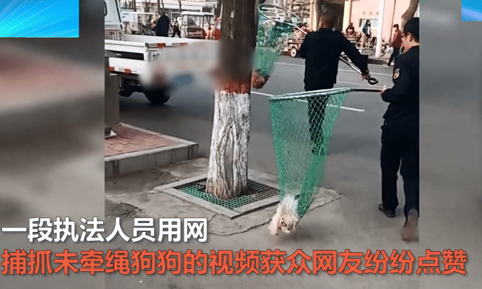 亚洲播报一姐 赶紧还我！安阳女子遛狗不拴绳执法人员出手行动，网友：干得漂亮